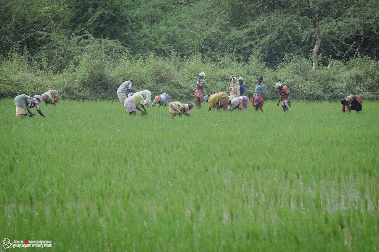 kobiety w Indiach pracuja przy uprawie ryżu